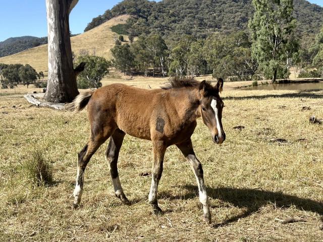 Tulara Pegasus