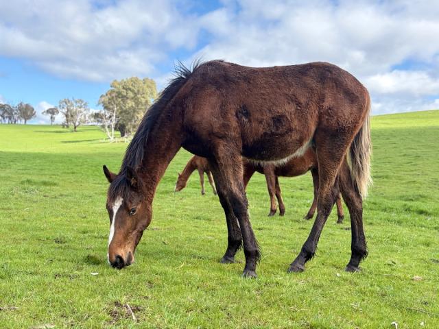 horse in paddock