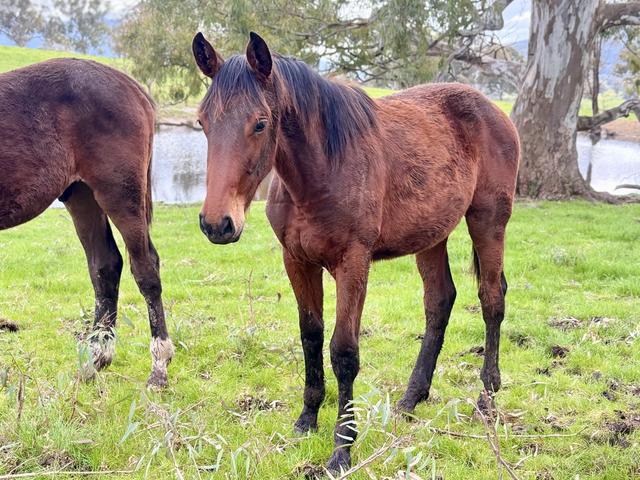 Extrola in the paddock.