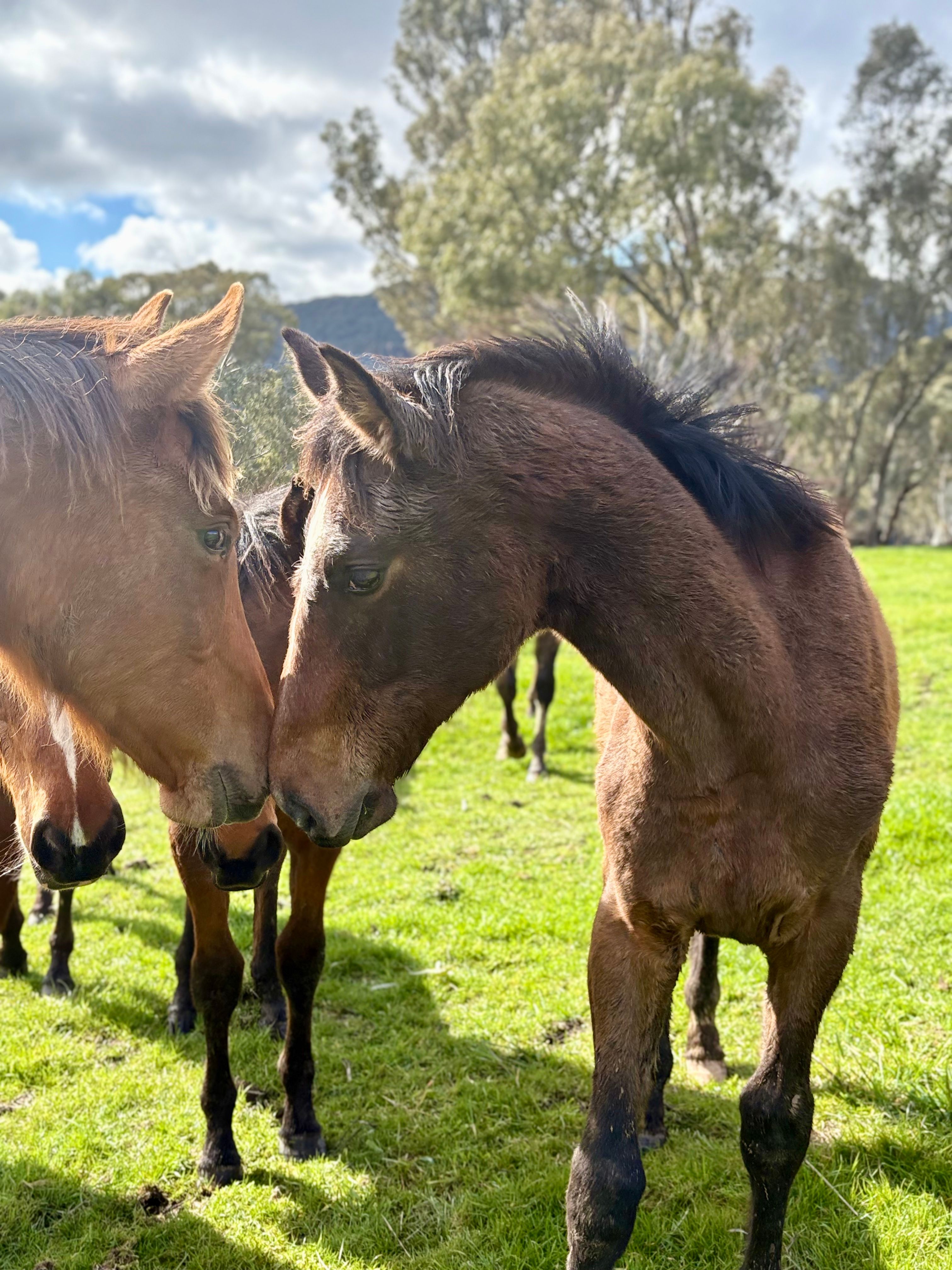 Emberocco playing with horse in paddock.