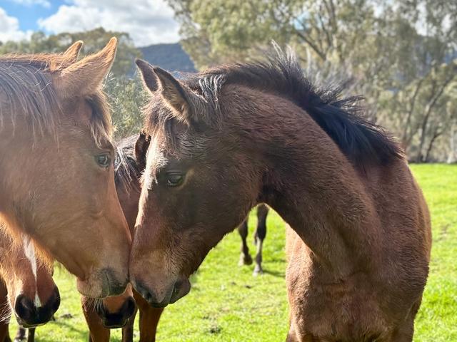 Emberocco playing with horse in paddock.