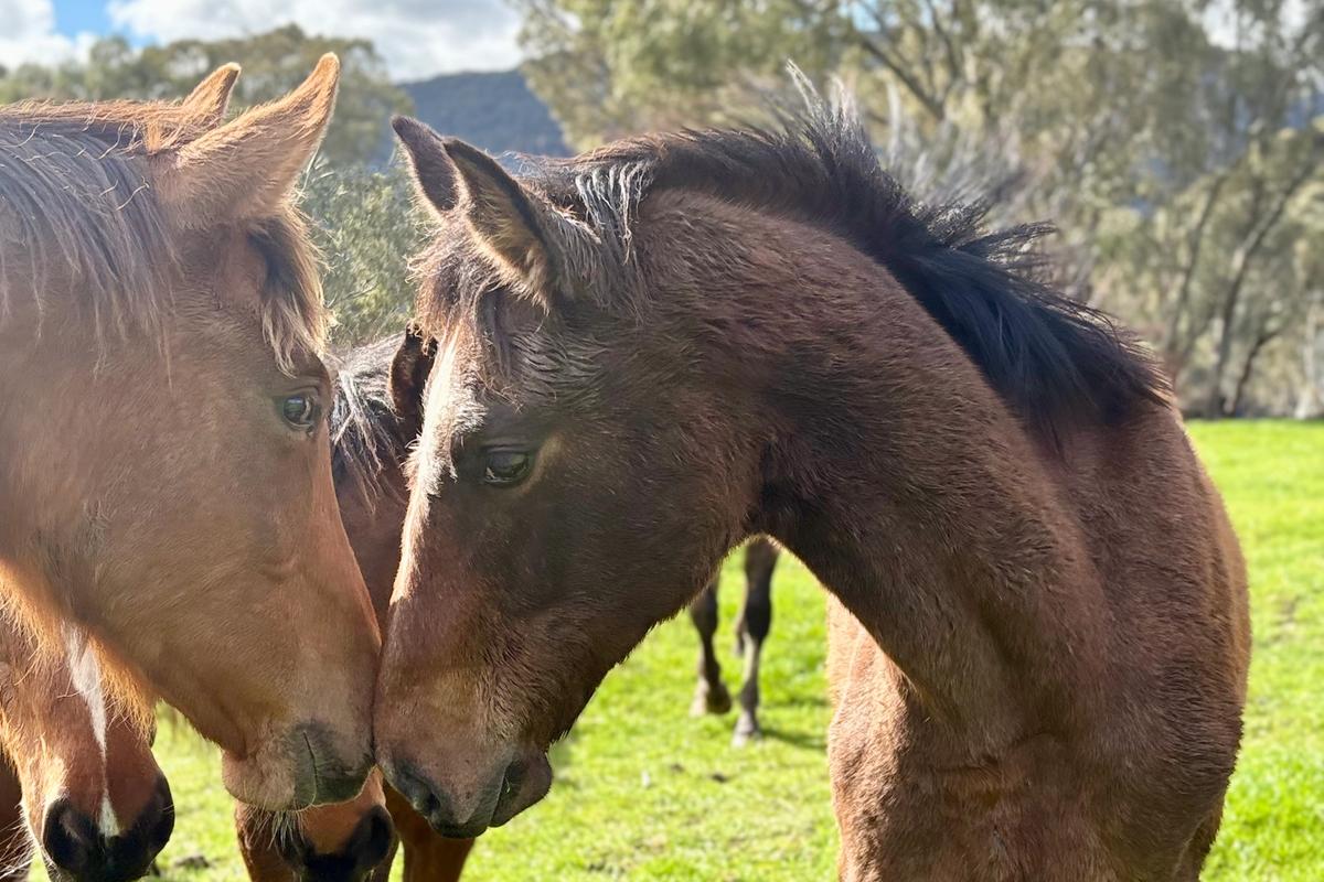 Emberocco playing with horse in paddock.