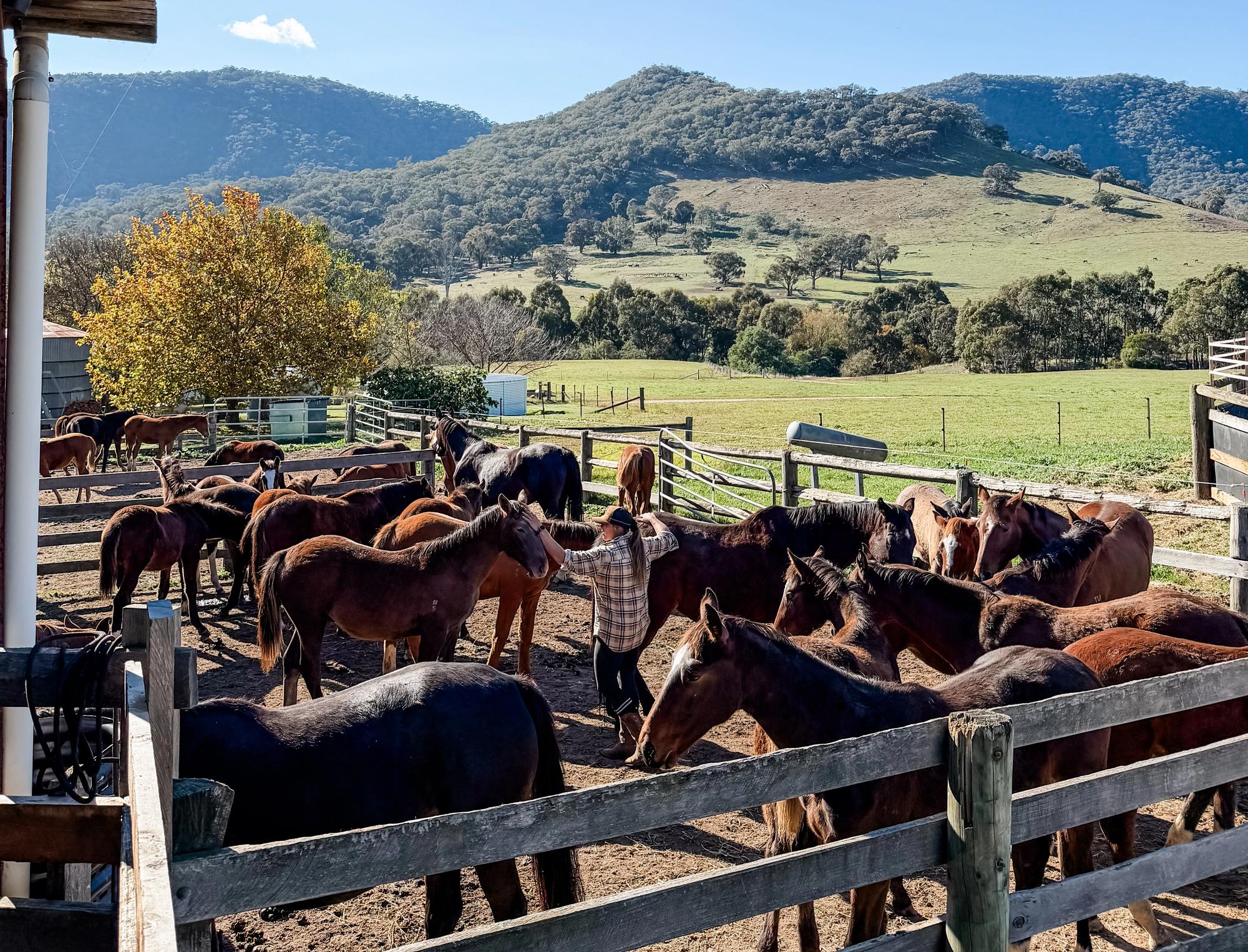 The Tulara herd walking up the lane toward the mountain pasture