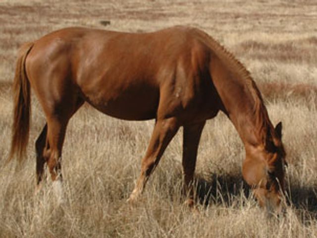 Tulara Don Bushca