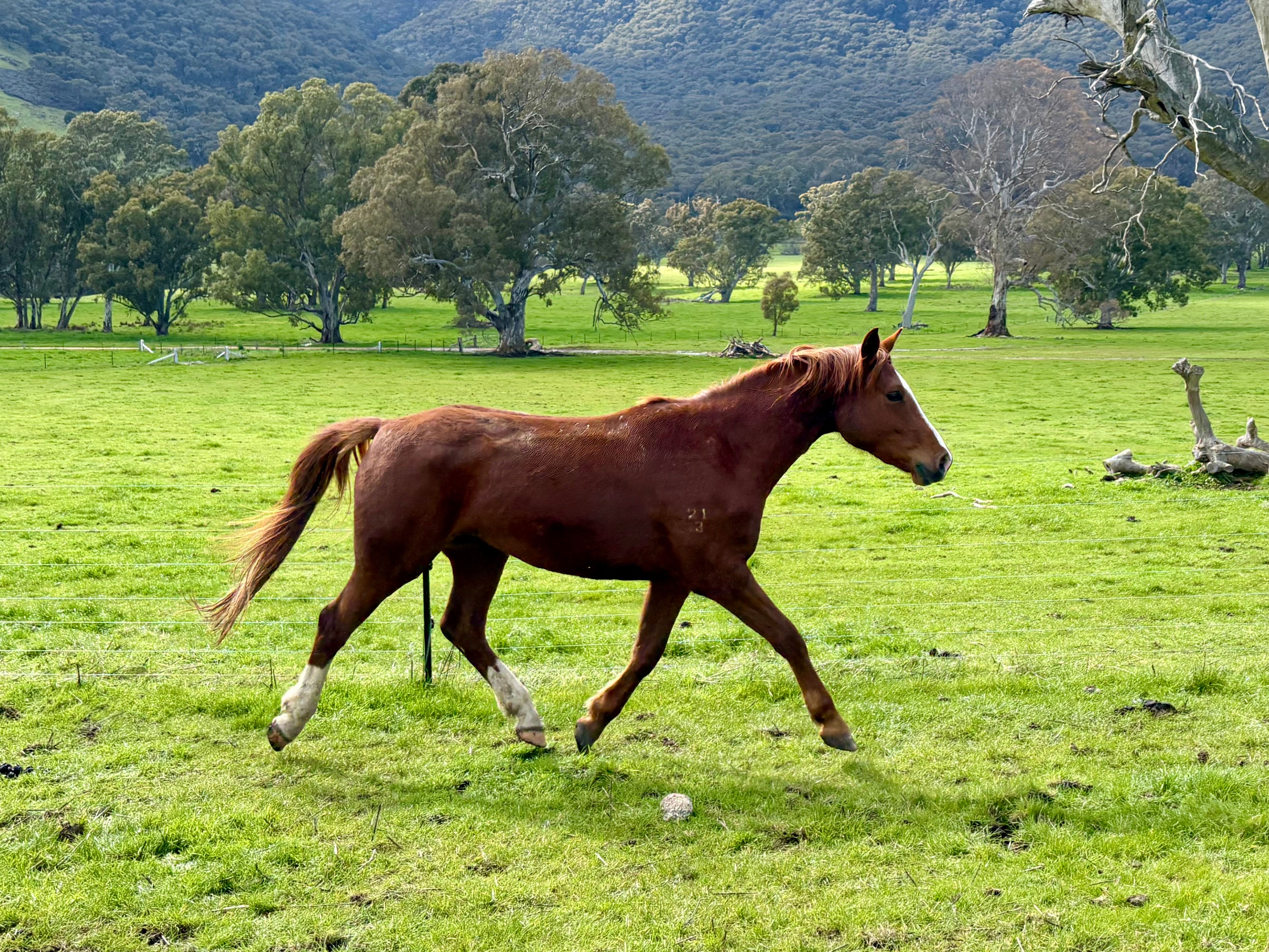 Pegezzia in the paddock.