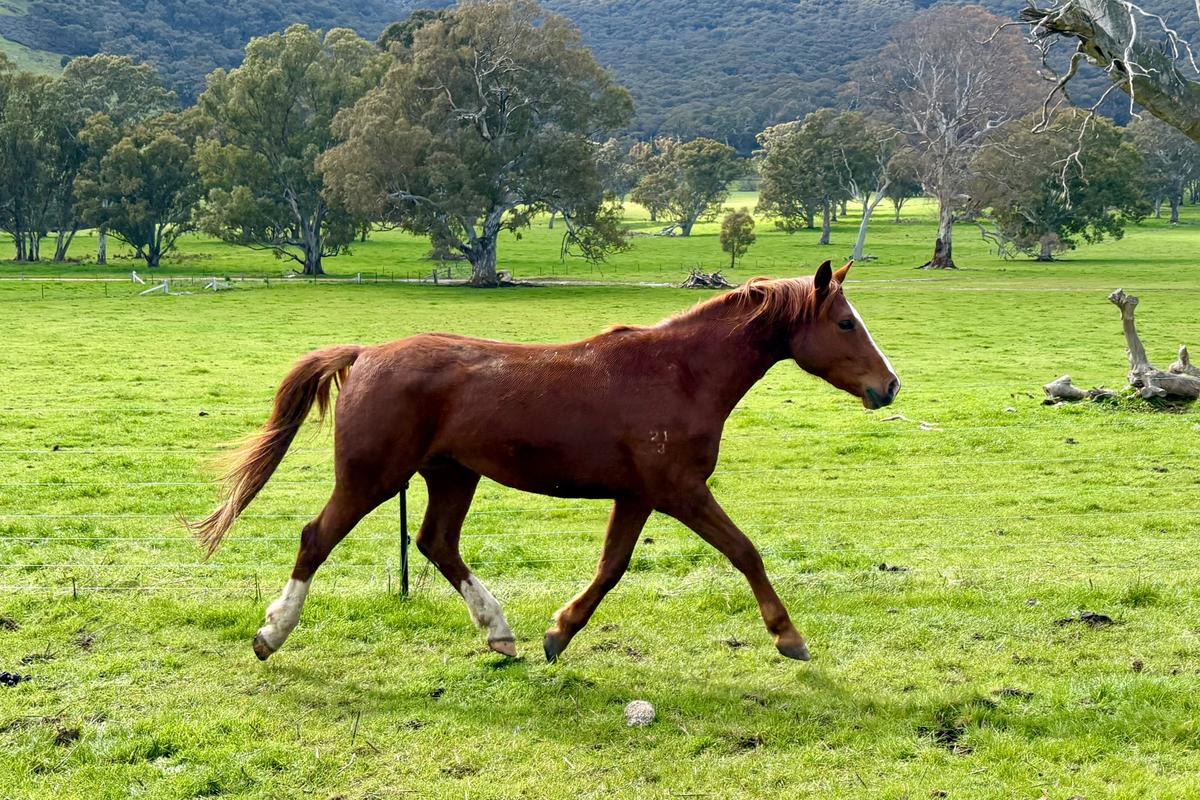 Pegezzia in the paddock.