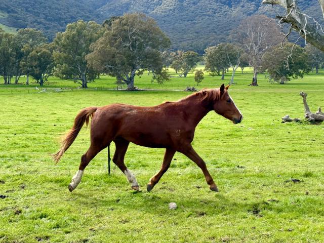 Pegezzia in the paddock.