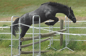 Cornet Obolensky Gelding — photo 2
