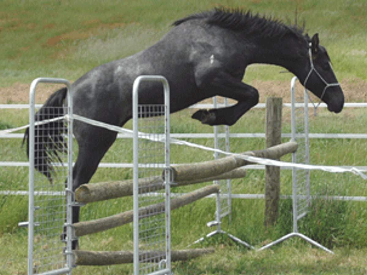 Cornet Obolensky Gelding — photo 2