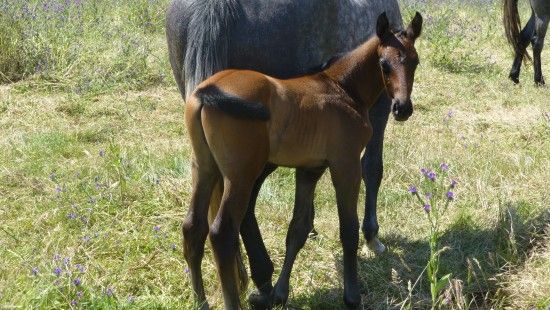 Companiero Cornet Obolensky Colt