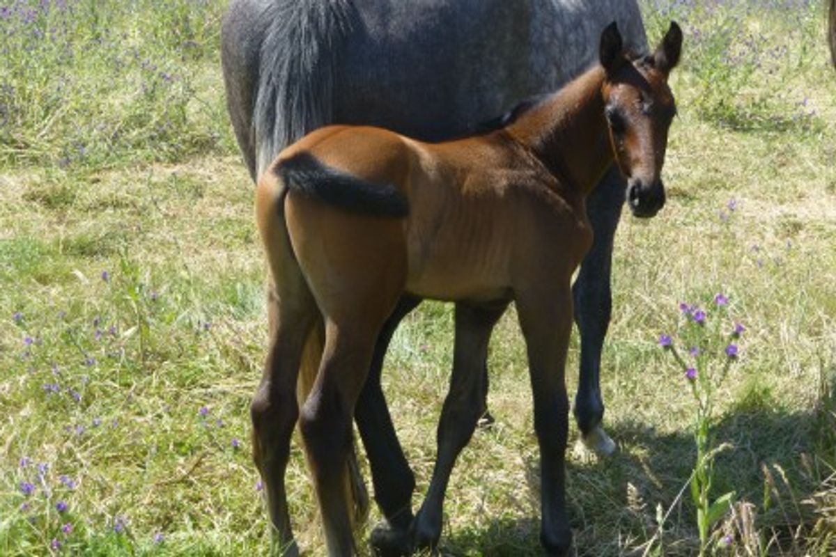 Companiero Cornet Obolensky Colt