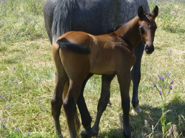 Companiero Cornet Obolensky Colt