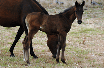 Stolzenberg/Quinar Colt — photo 2