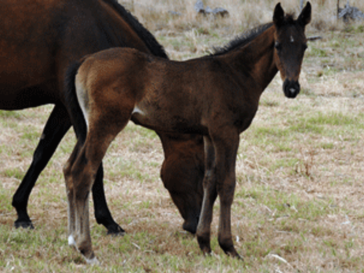 Stolzenberg/Quinar Colt — photo 2