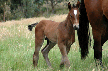 Colman/Quinar Bay Colt — photo 2