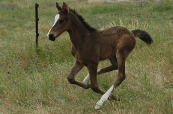 Coronas Colt — photo 2