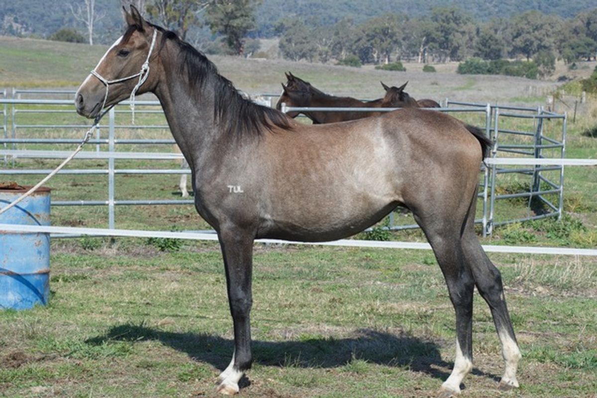 Tulara Companion 2 Filly
