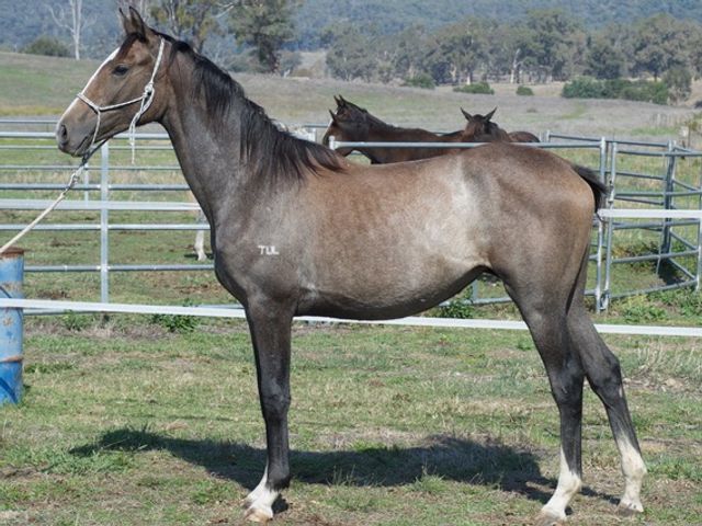 Tulara Companion 2 Filly