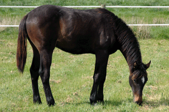 Chicos Boy Colt — photo 2