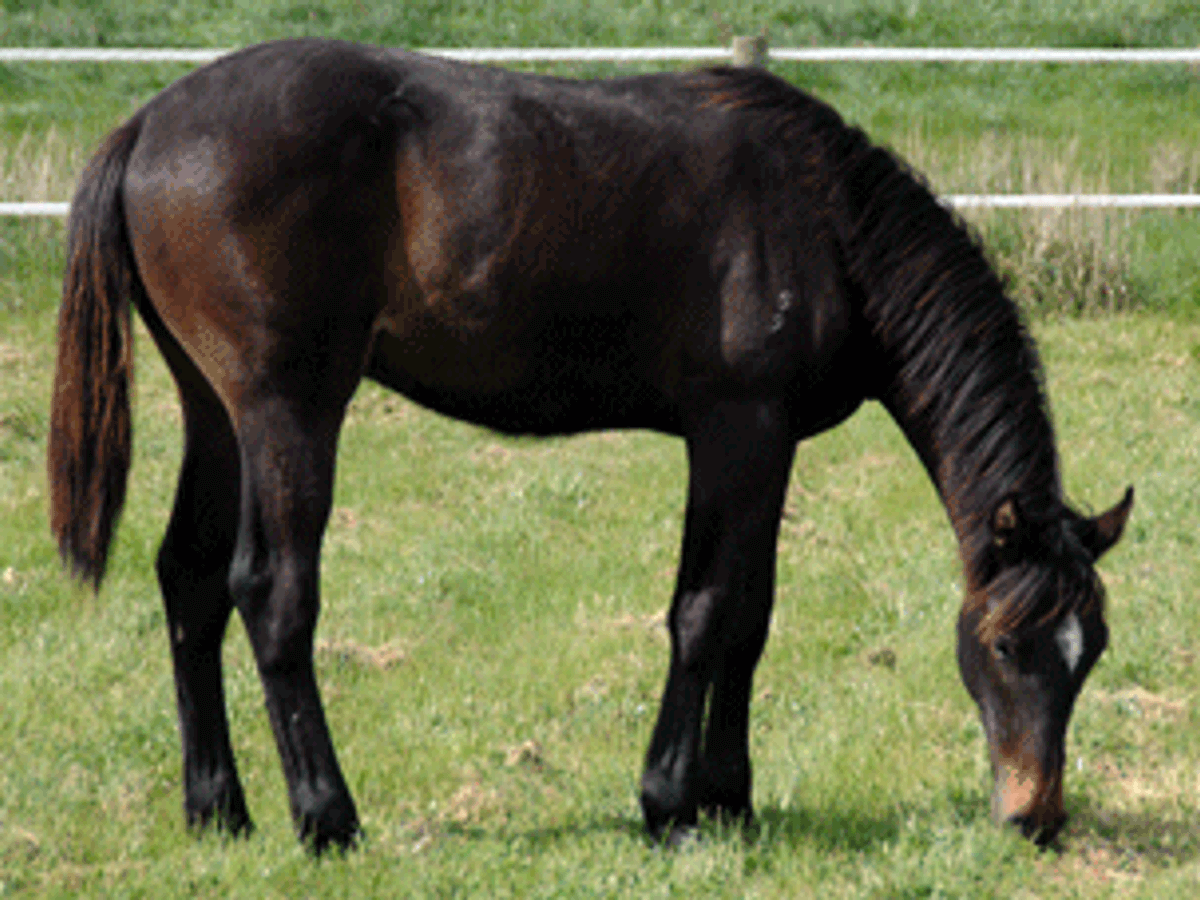 Chicos Boy Colt — photo 2