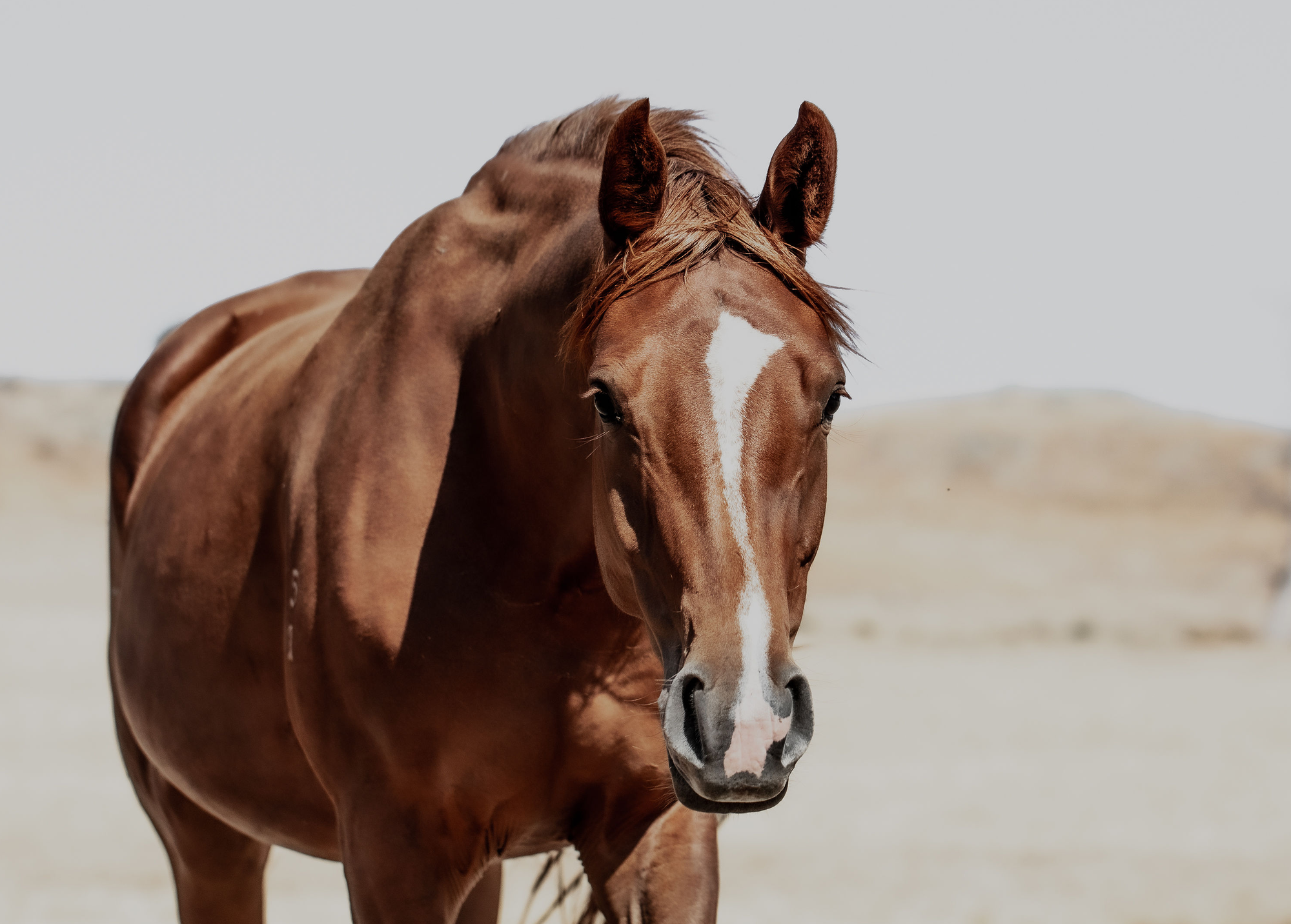 Tulara Providence, a chestnut broodmare with a white blaze, facing the camera