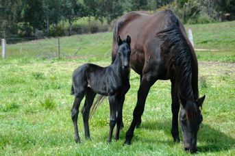 Furstenball / Furst Gaia Filly