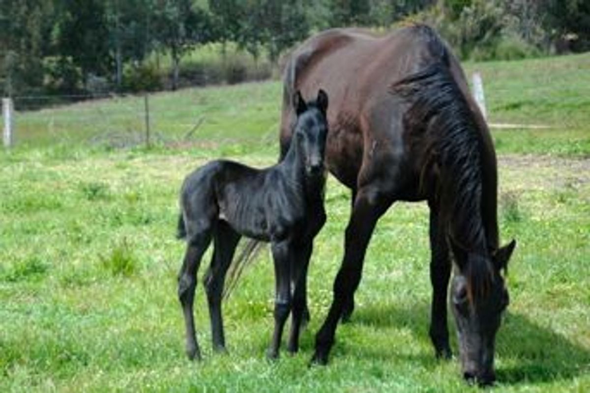 Furstenball / Furst Gaia Filly