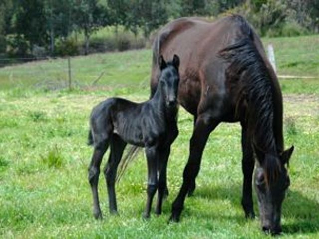 Furstenball / Furst Gaia Filly