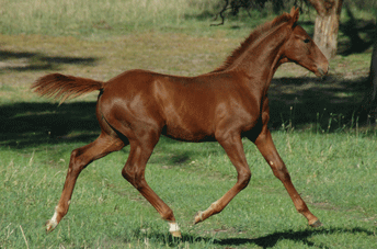 Swarovski Colt