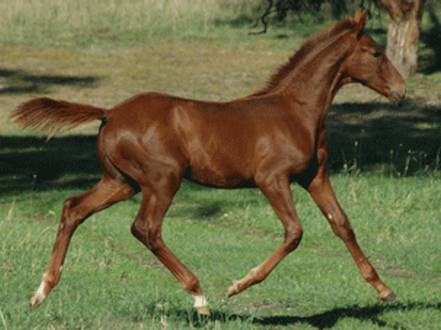 Swarovski Colt