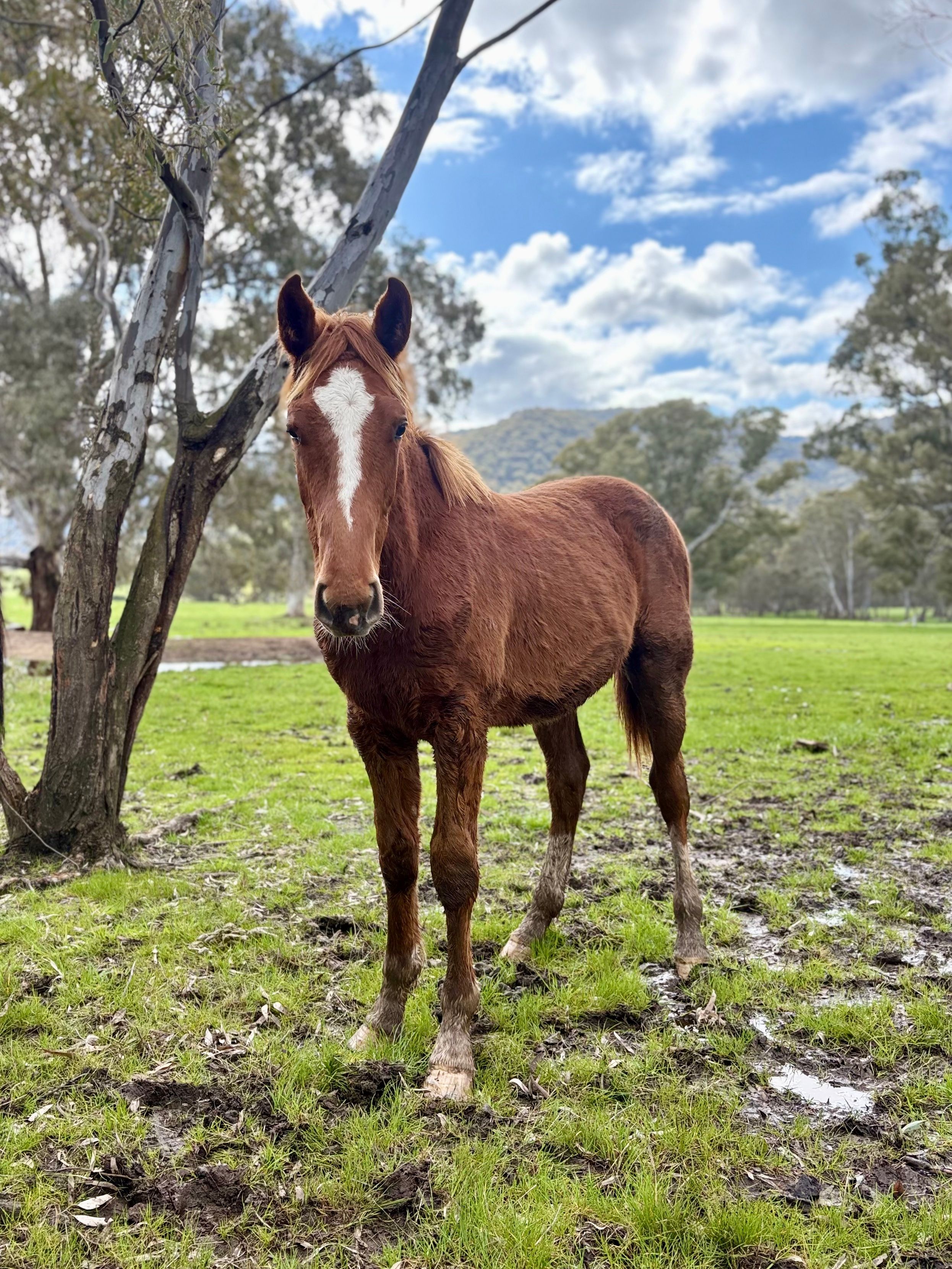 Agorado in paddock 2