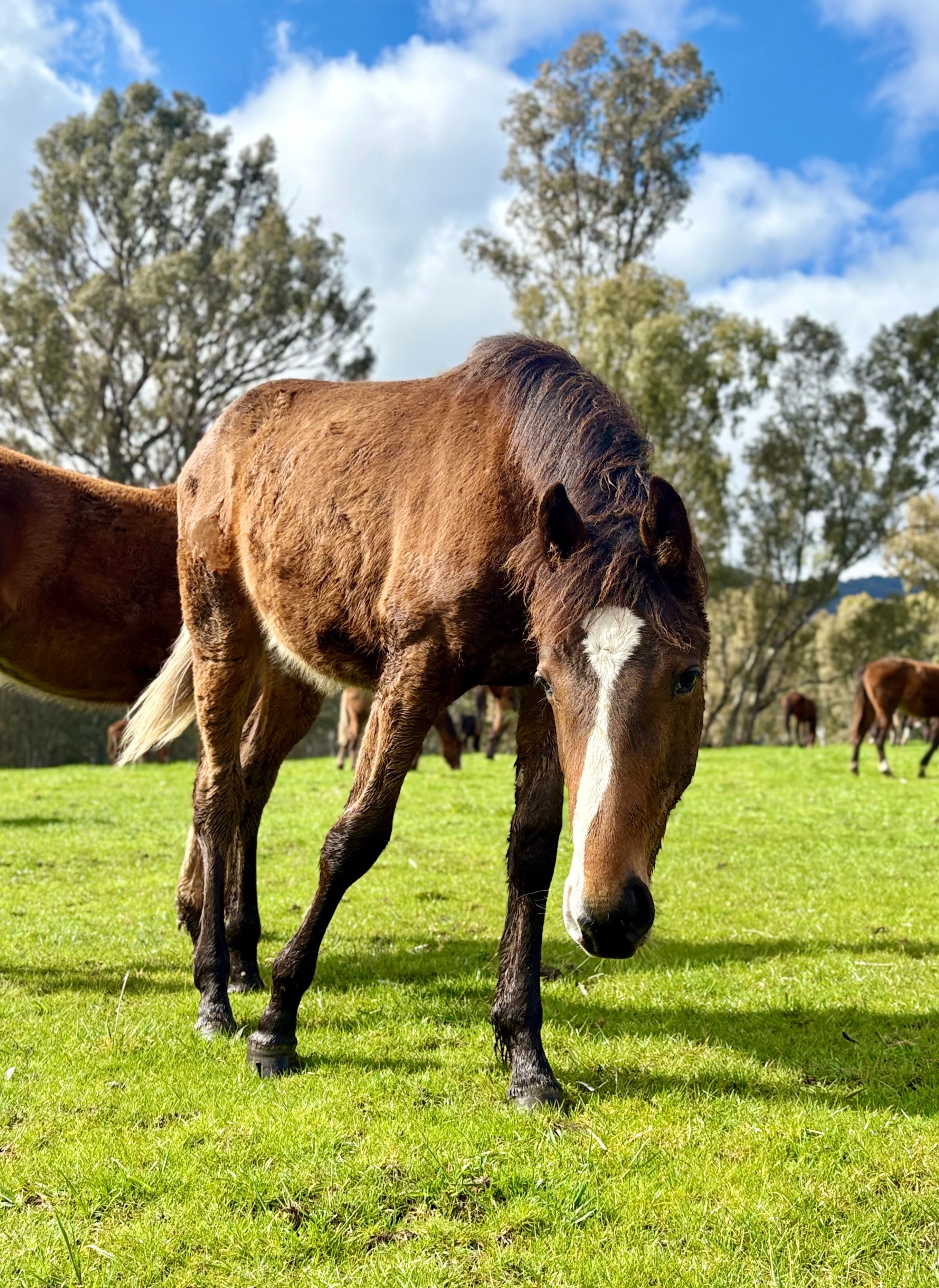 Horse in paddock