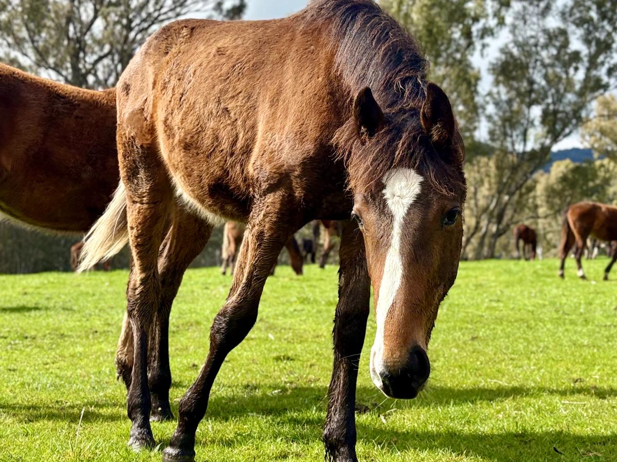 Horse in paddock