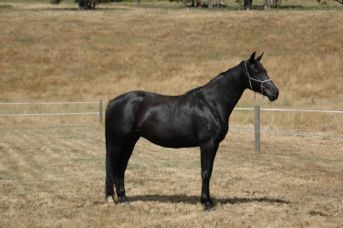 Tulara Sandro Lil — photo 2
