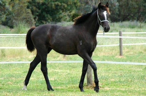 Furstenball / Vancouver II Filly