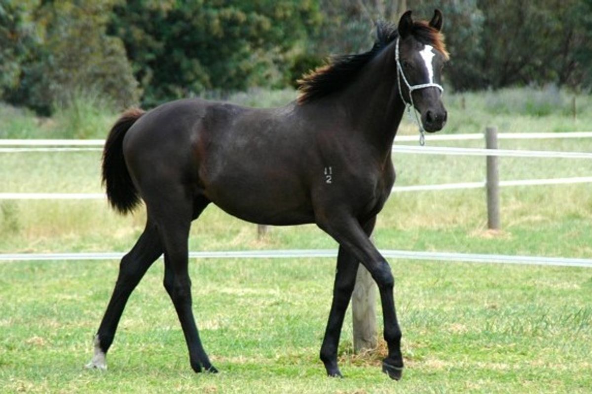 Furstenball / Vancouver II Filly