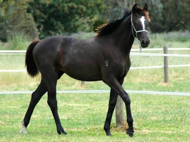 Furstenball / Vancouver II Filly
