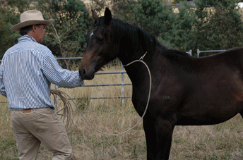 Diarado Colt — photo 2