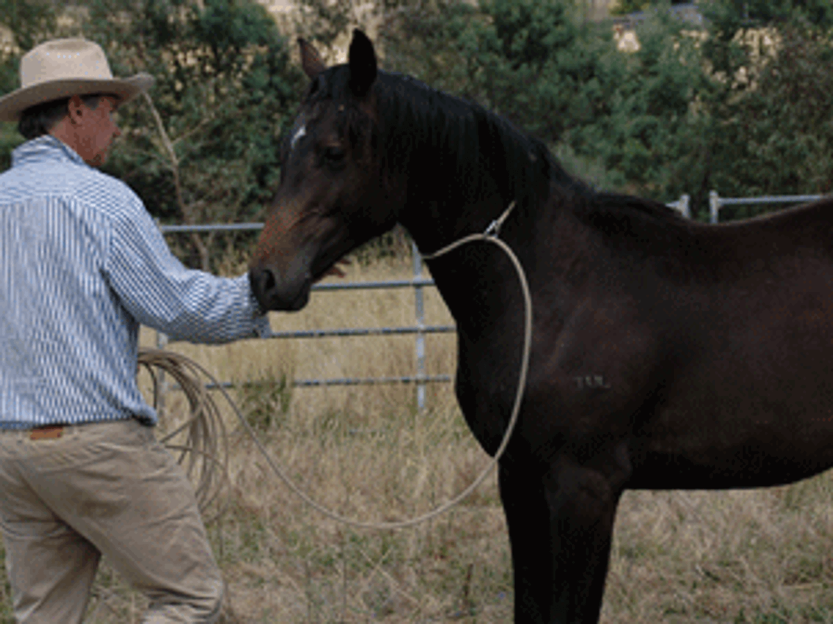 Diarado Colt — photo 2