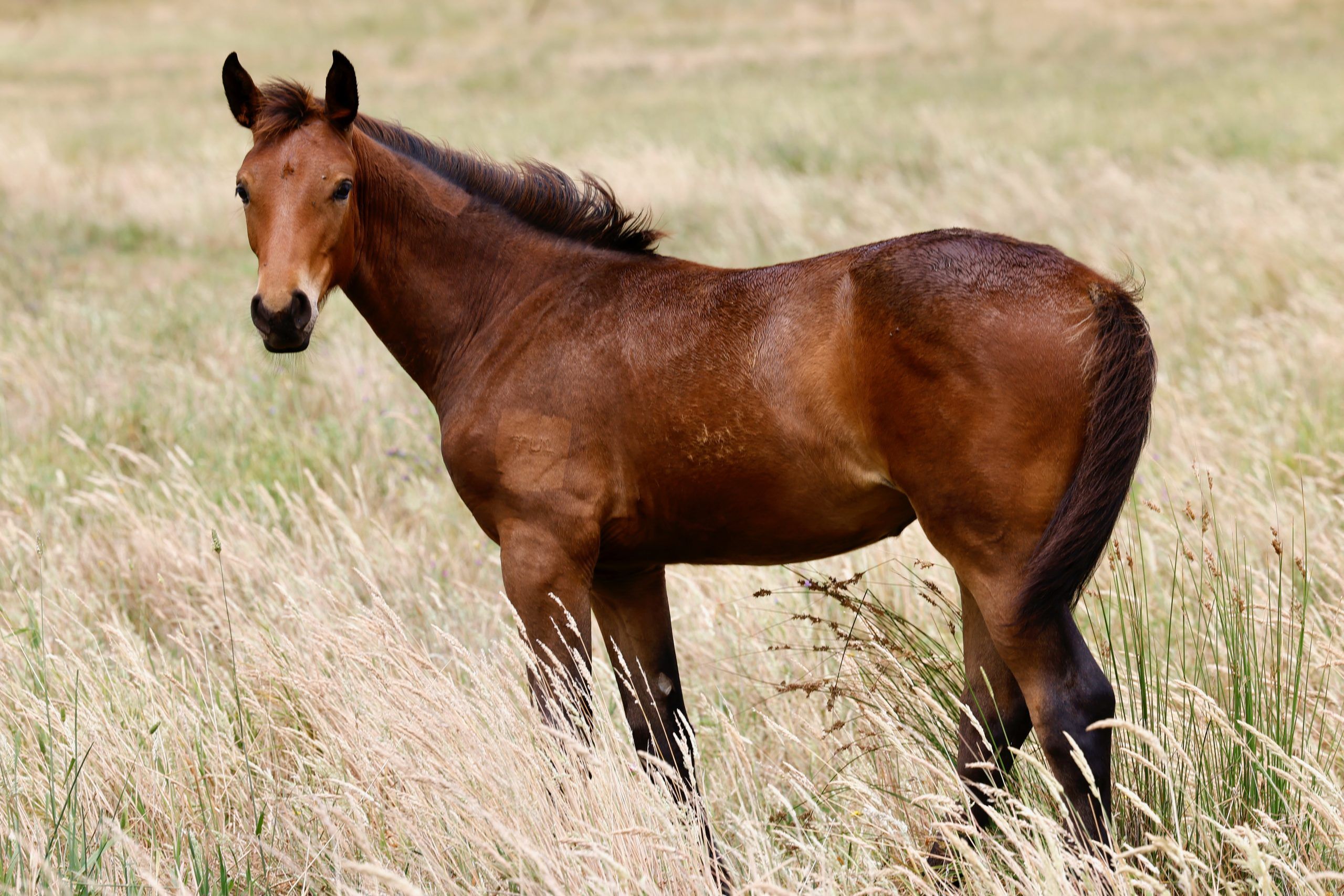 Tulara Pegasine