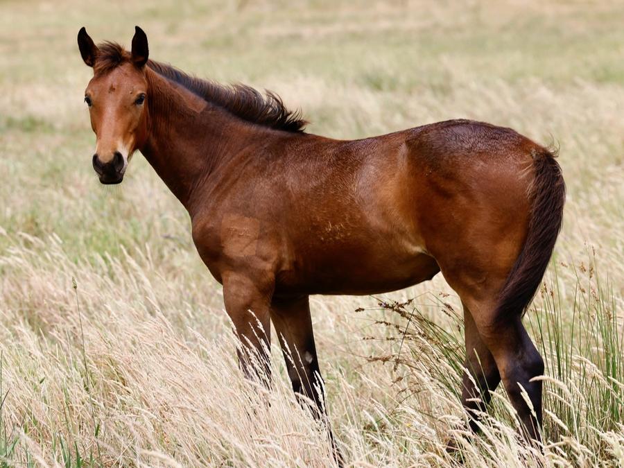 Tulara Pegasine