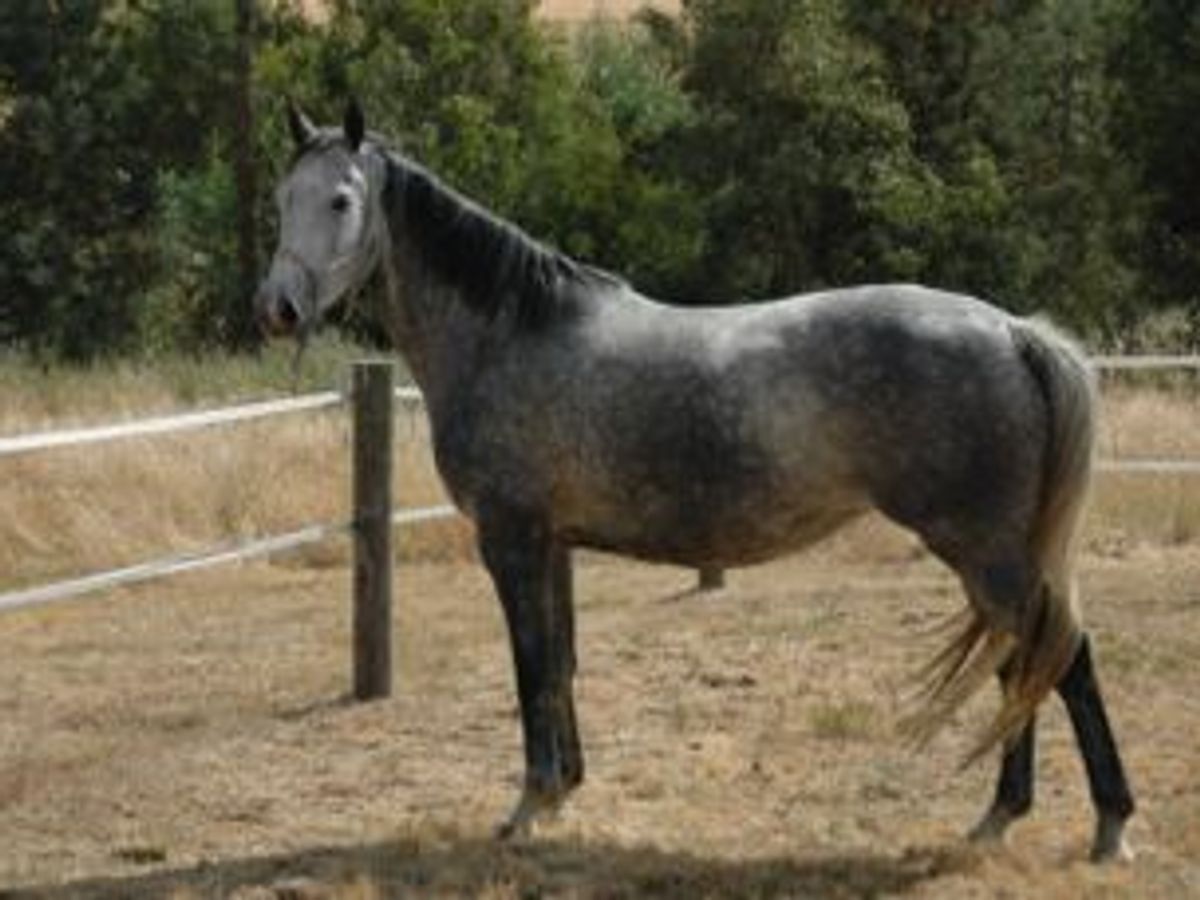 Tulara CornFab — photo 2