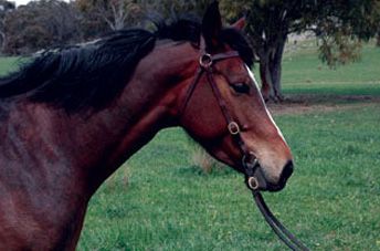 Tulara Tanzee (Contango II) — photo 2