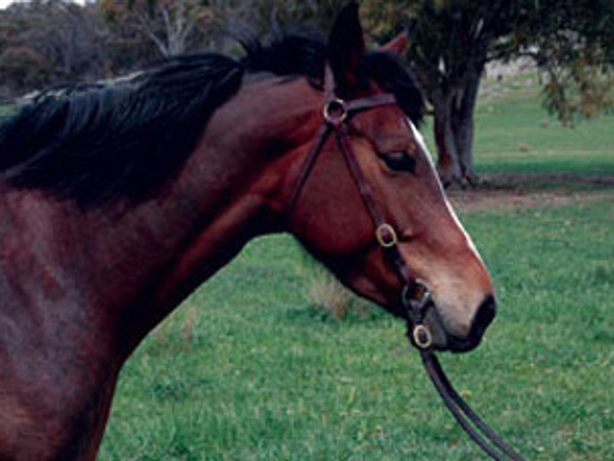 Tulara Tanzee (Contango II) — photo 2