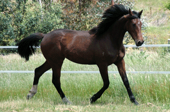 Don Shufro Filly