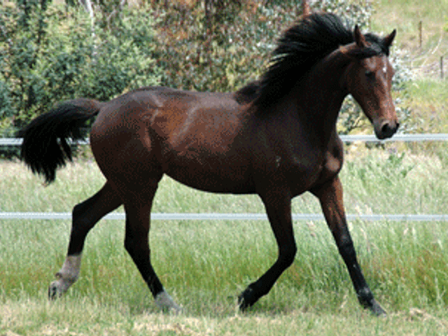 Don Shufro Filly