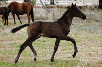 Stolzenberg/Quinar Colt
