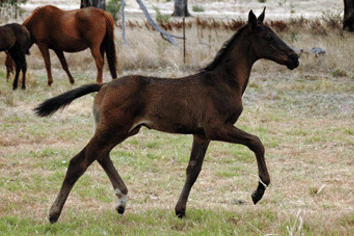 Stolzenberg/Quinar Colt
