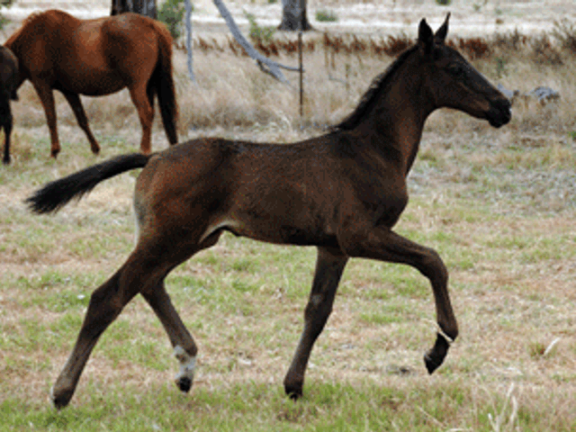 Stolzenberg/Quinar Colt