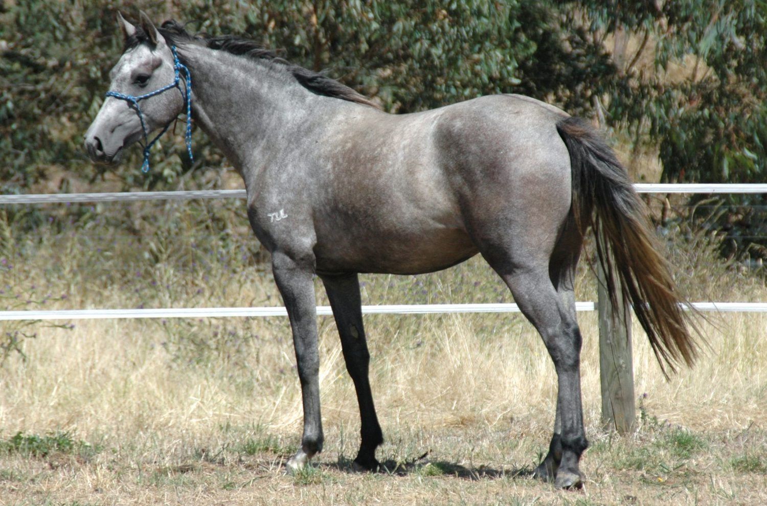 Tulara Cachio — photo 2